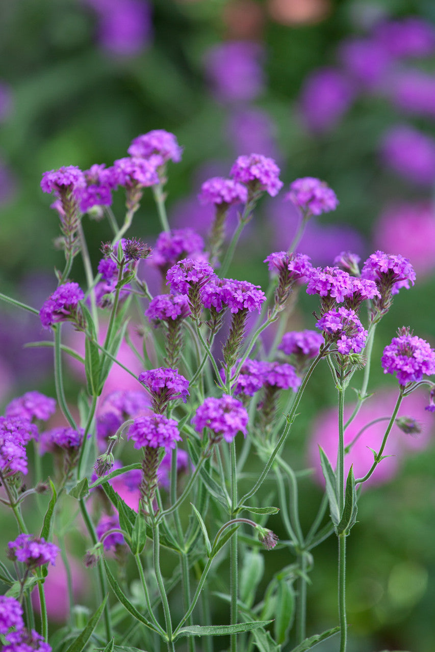 Sarah Raven Plants Verbena Collection Pflanzen 9 Töpfe hängend