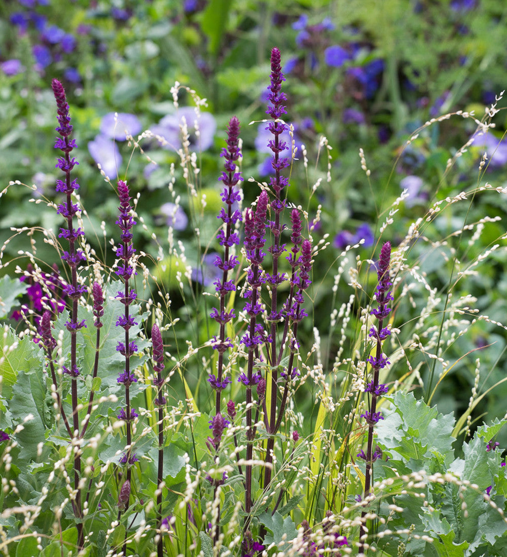 Sarah Raven Plants Salvia Caradonna Ziersalbei 5x 2L lila