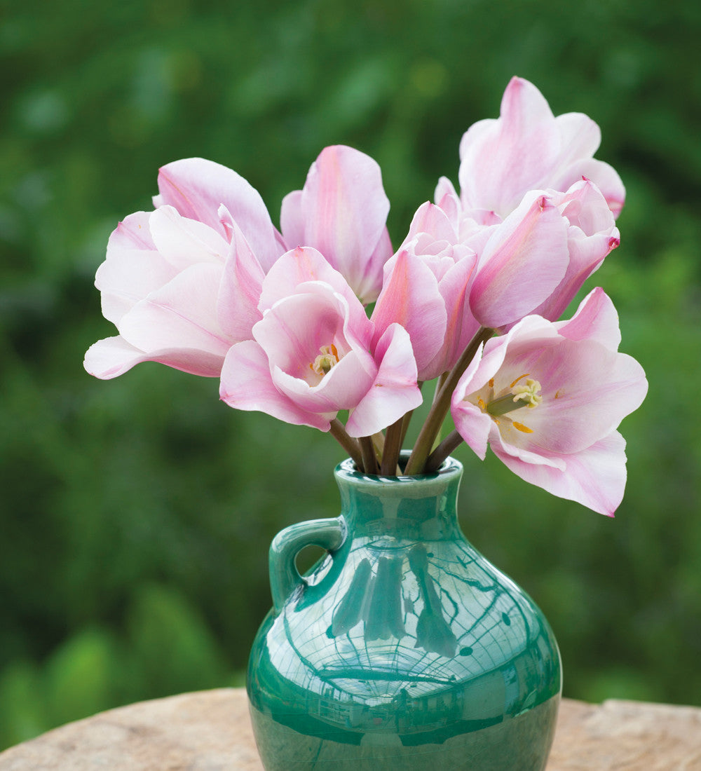 Sarah Raven Bulbs Tulpe Mistress Mystic Blumenzwiebeln 10 Stück rosa