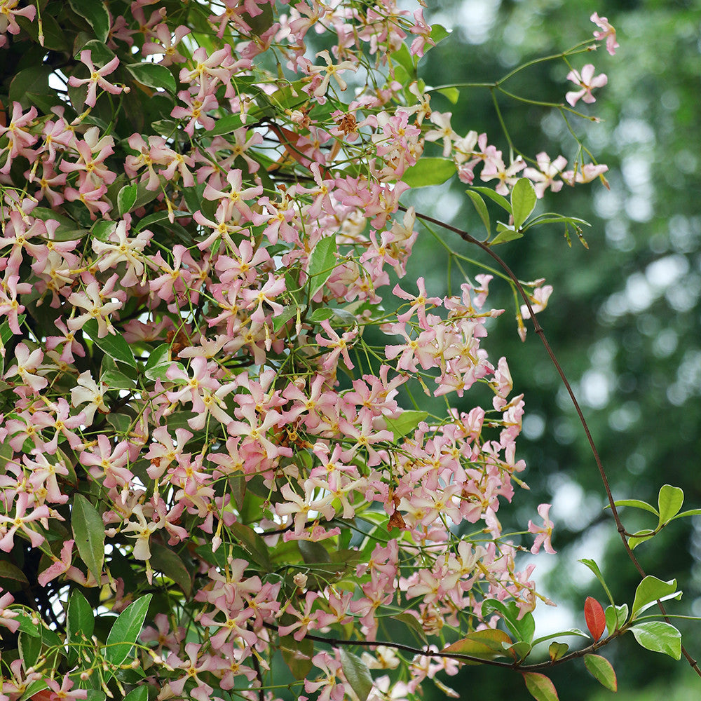 Sarah Raven Plants Sternjasmin Star of Milano Pflanze 2L Topf