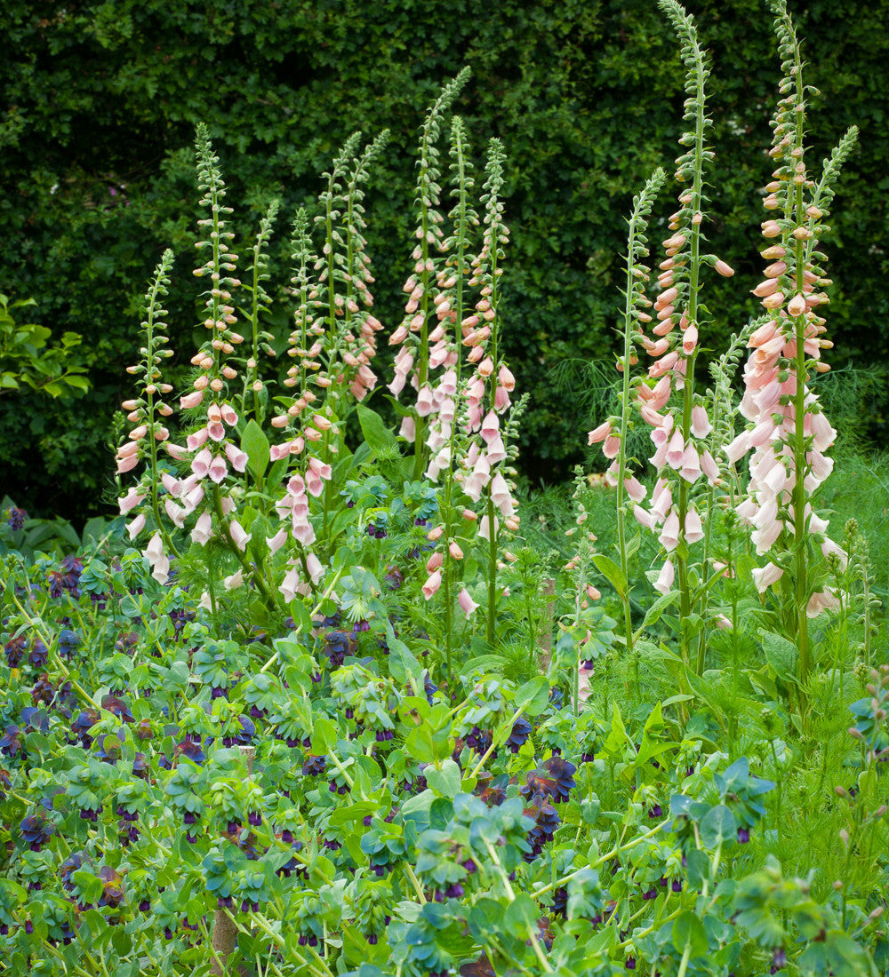 Sarah Raven Plants Digitalis purpurea Suttons Apricot Fingerhut 150 Samen rosa