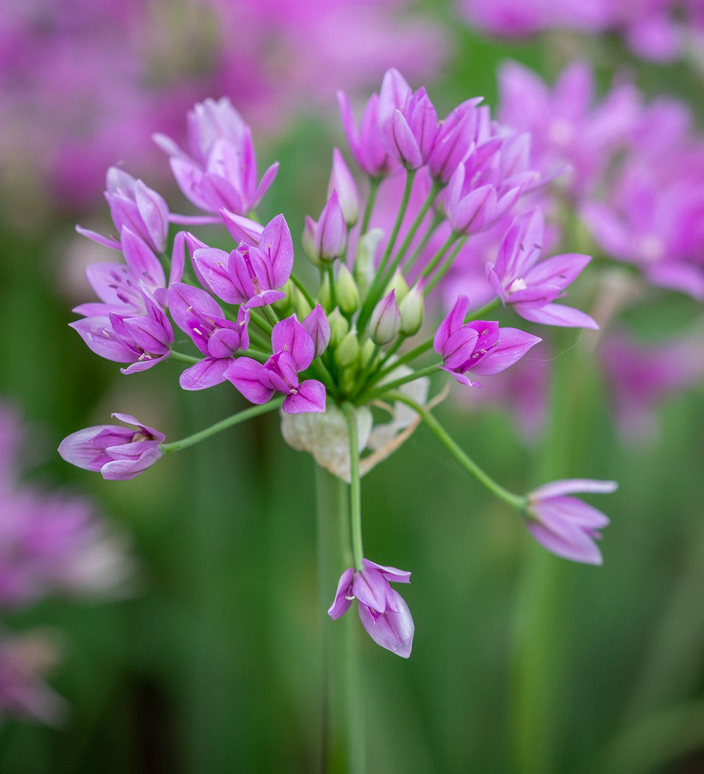Sarah Raven Bulbs Allium Eros Blumenzwiebeln 15 Stück rosa