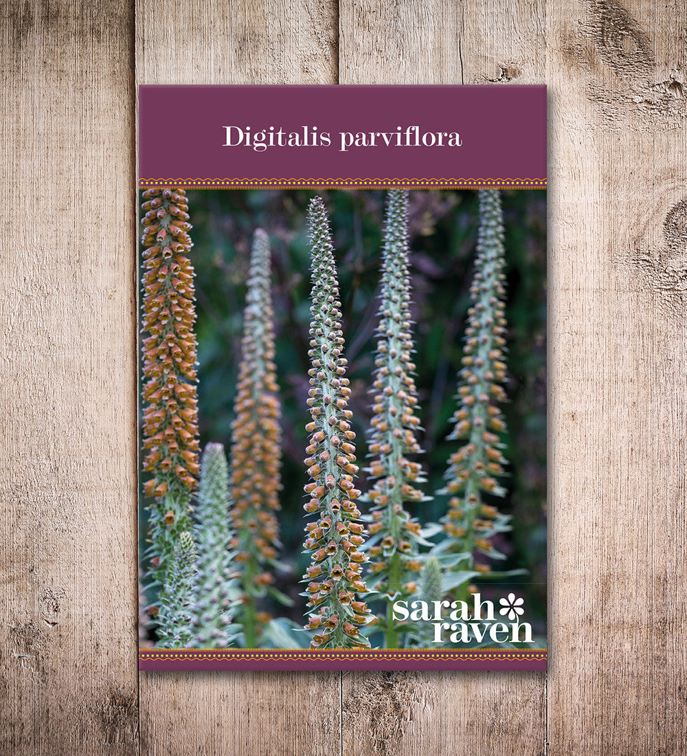 Sarah Raven Seeds Digitalis parviflora Fingerhut 300 Samen kupfer