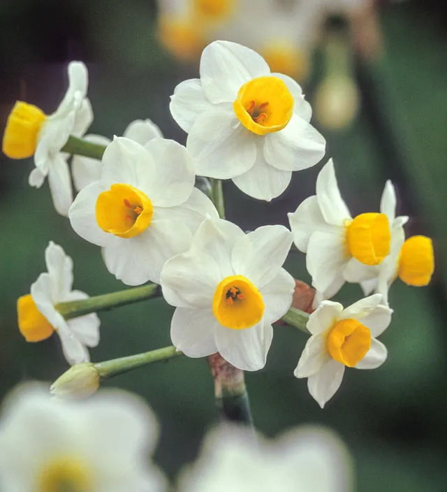 Sarah Raven Bulbs Narcissus Avalanche Blumenzwiebeln 5 Stück