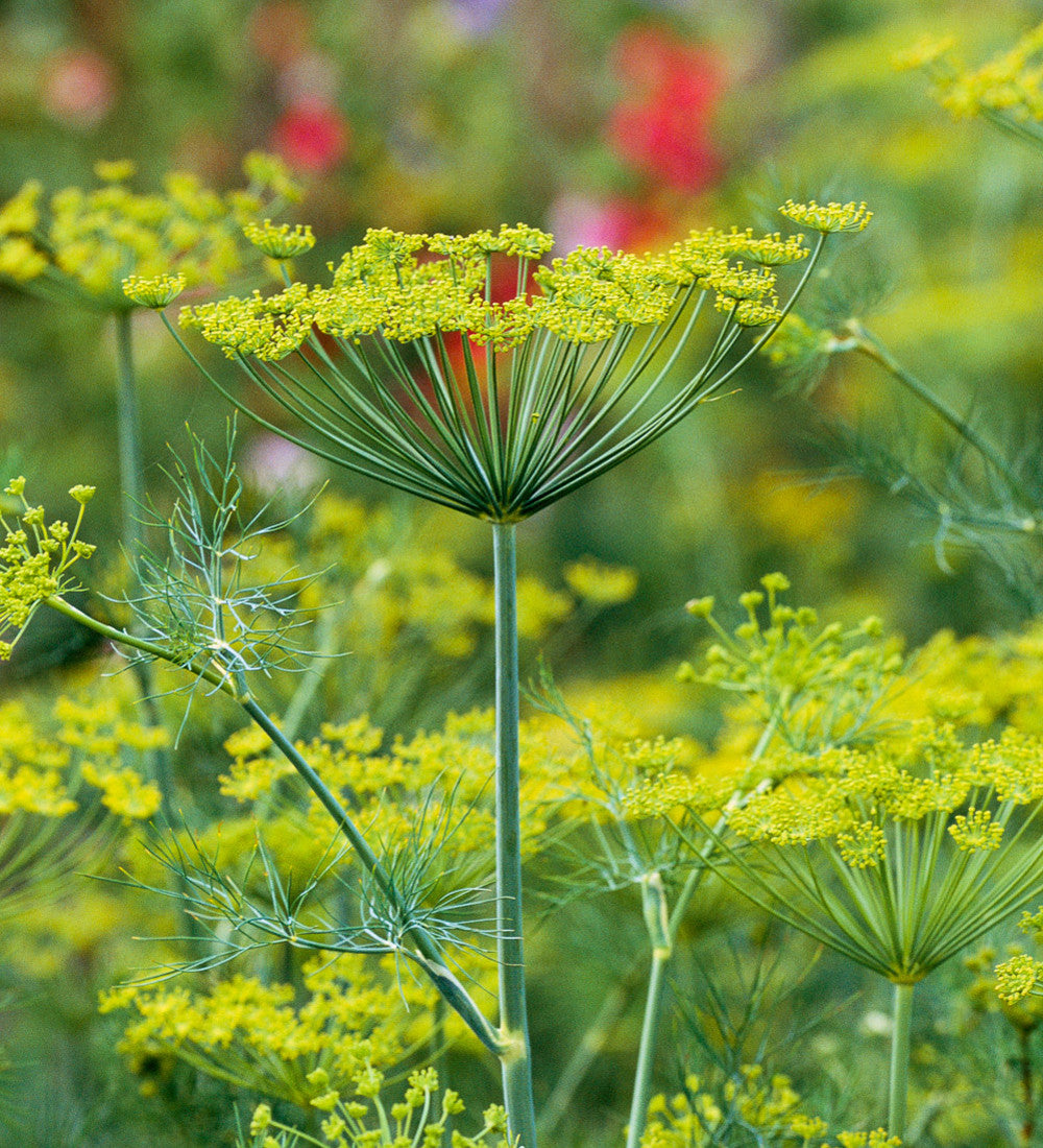 Sarah Raven Seeds Dill Tetra Saatgut 750 Samen schossfest