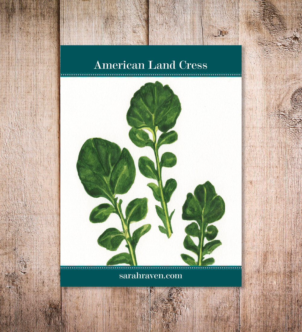 Sarah Raven Seeds American Land Cress Samen 1000 Samen Salat