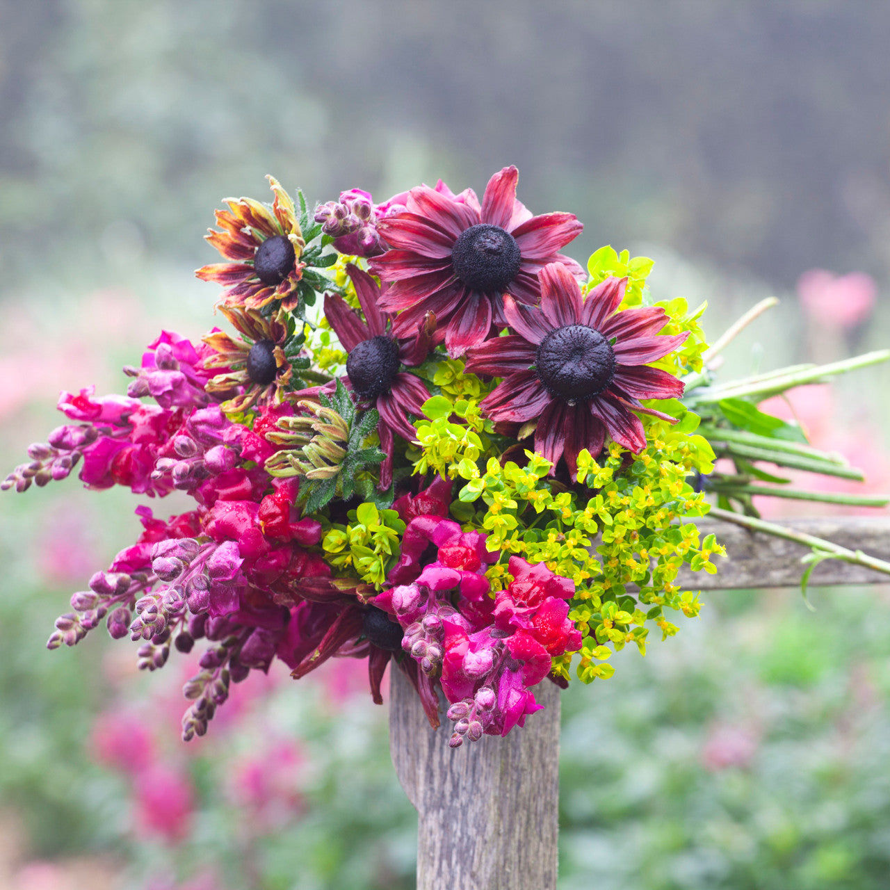 Sarah Raven Seeds Rudbeckia Cherry Brandy Sonnenhut 30 Samen