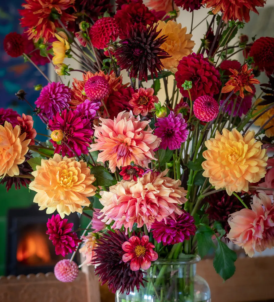 Sarah Raven Dahlien Kollektion Blumenzwiebeln 9 Knollen mix