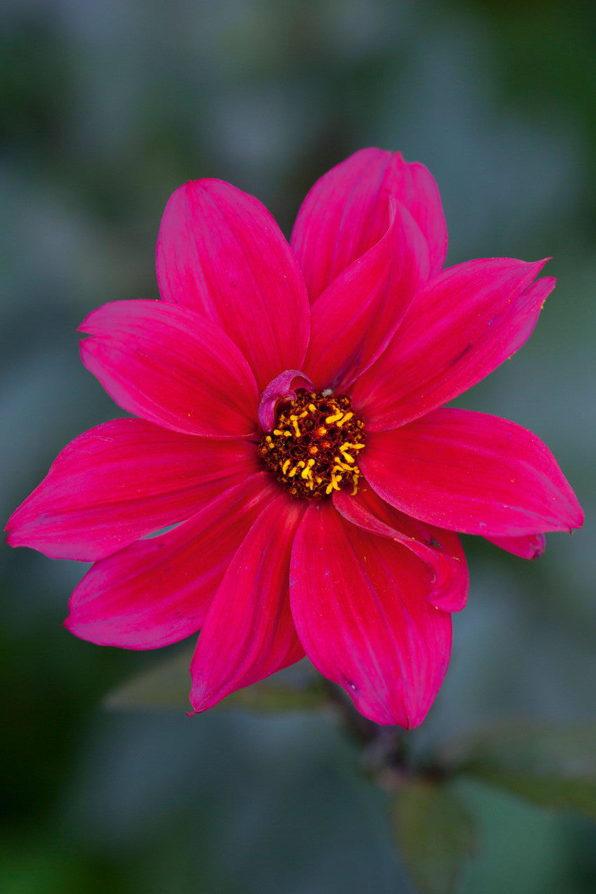 Sarah Raven Bulbs Dahlia Bishop of Canterbury Dahlienknolle 1 Stück