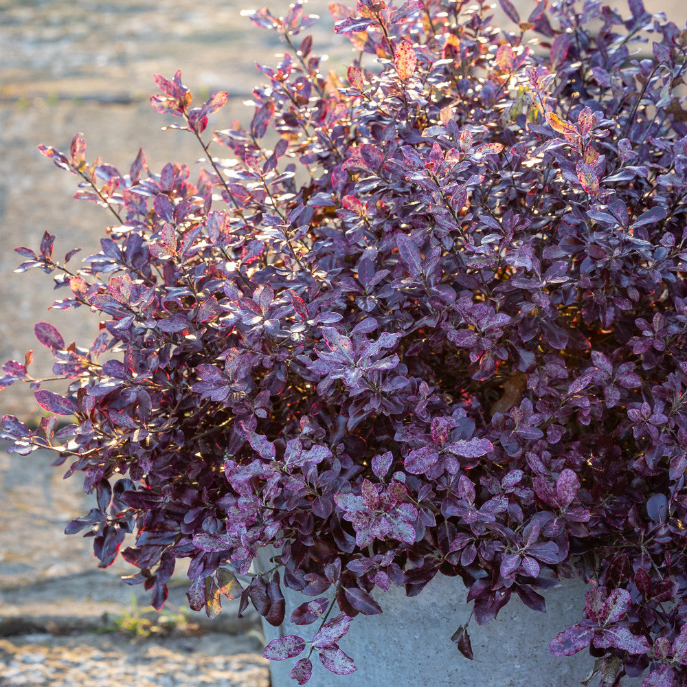 Sarah Raven Plants Pittosporum Bannow Bay 3 Liter Topf Immergrün