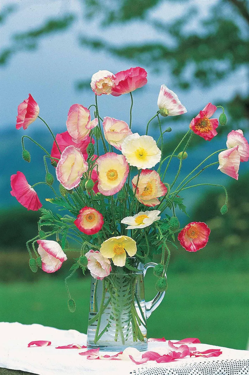 Sarah Raven Seeds Papaver rhoeas Mother of Pearl Samen 120 Samen rosa