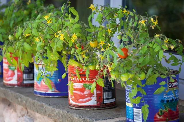 Sarah Raven Tomato Tumbling Tom Red Samen 20 Samen hängend