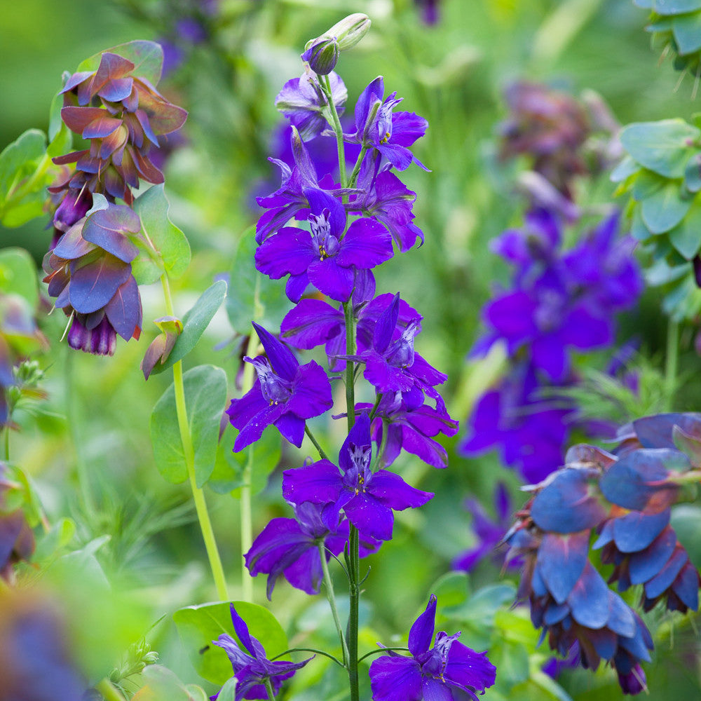 Sarah Raven Seeds Consolida Dark Blue 400 Samen dunkelblau