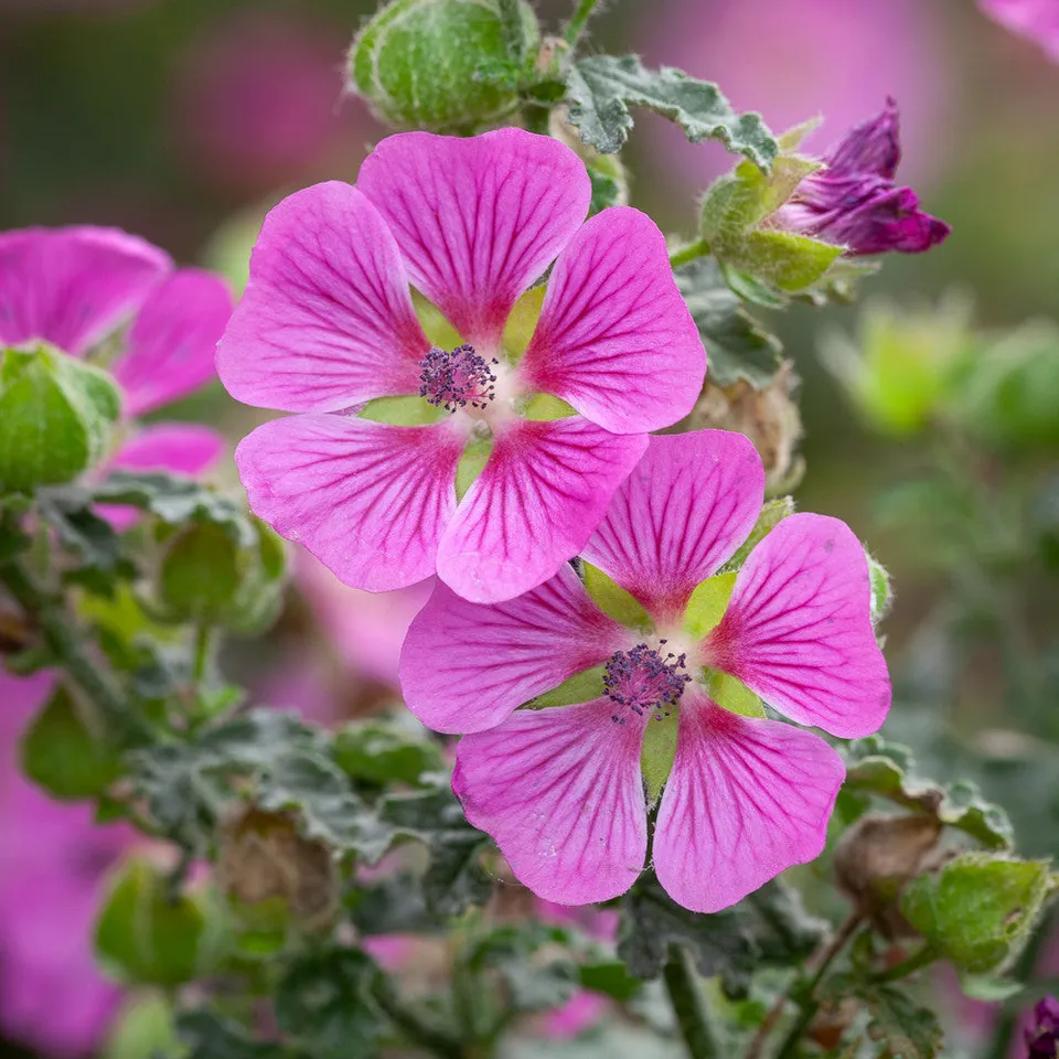 Sarah Raven Plants Anisodontea capensis African Rose Pflanze 2-Liter-Topf