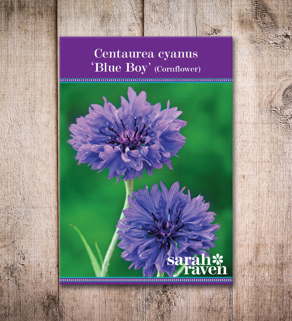 Sarah Raven Centaurea Blue Boy Pflanzen 6x 9cm Topf blau