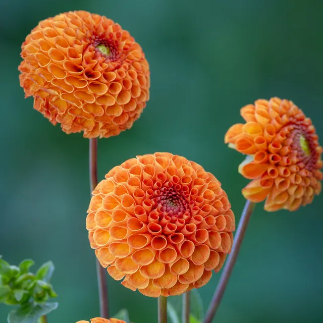 Sarah Raven Bulbs Dahlia Bantling Dahlie 1 Knolle essbar