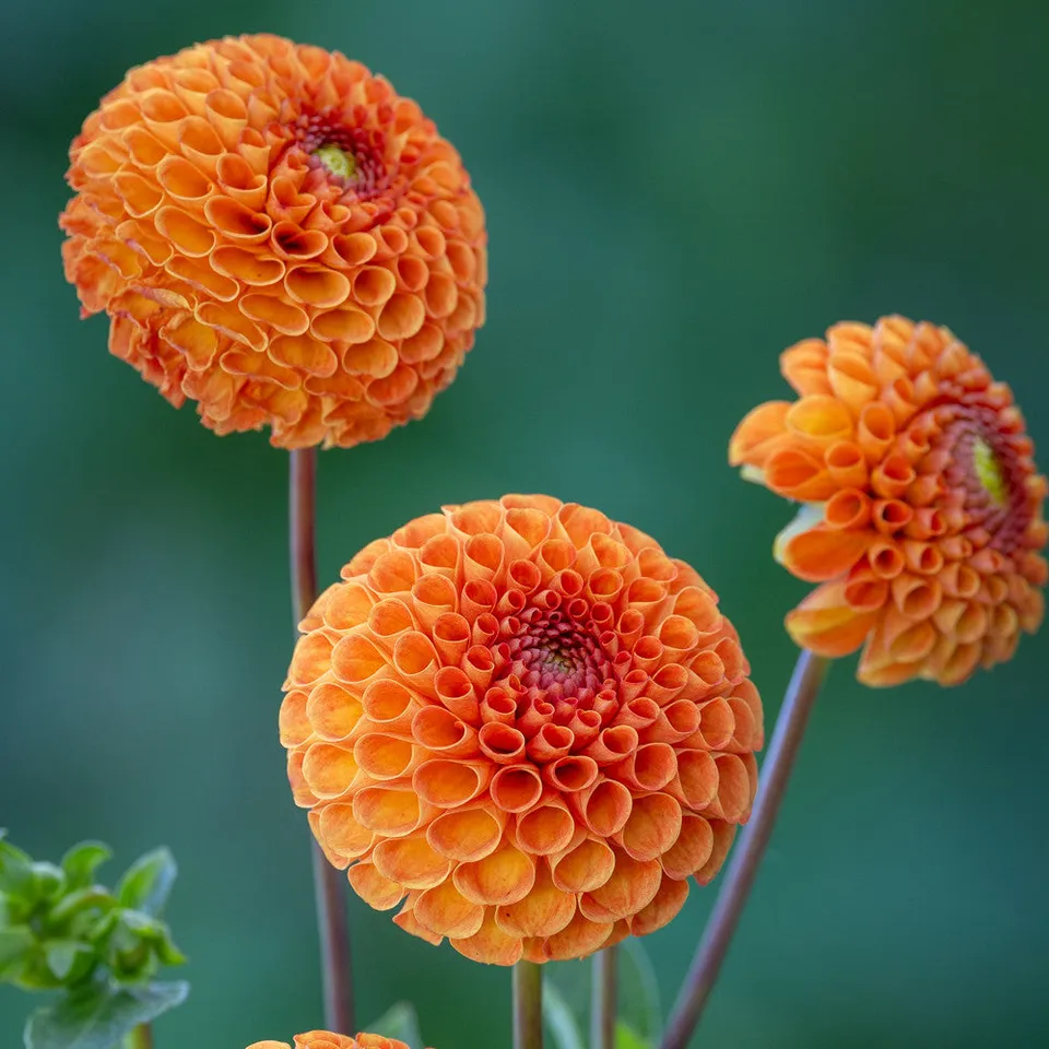 Sarah Raven Bulbs Dahlia Bantling Dahlie 1 Knolle essbar