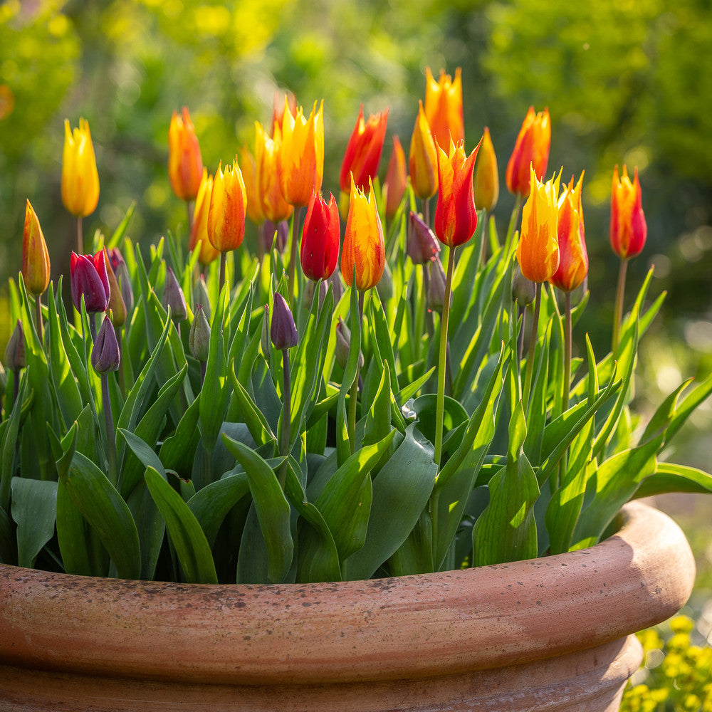 Sarah Raven Bulbs Tulip Vendee Globe Blumenzwiebeln 10 Zwiebeln