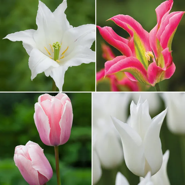 Sarah Raven Bulbs Tulips for Two Months Blumenzwiebeln 40 Zwiebeln Mix