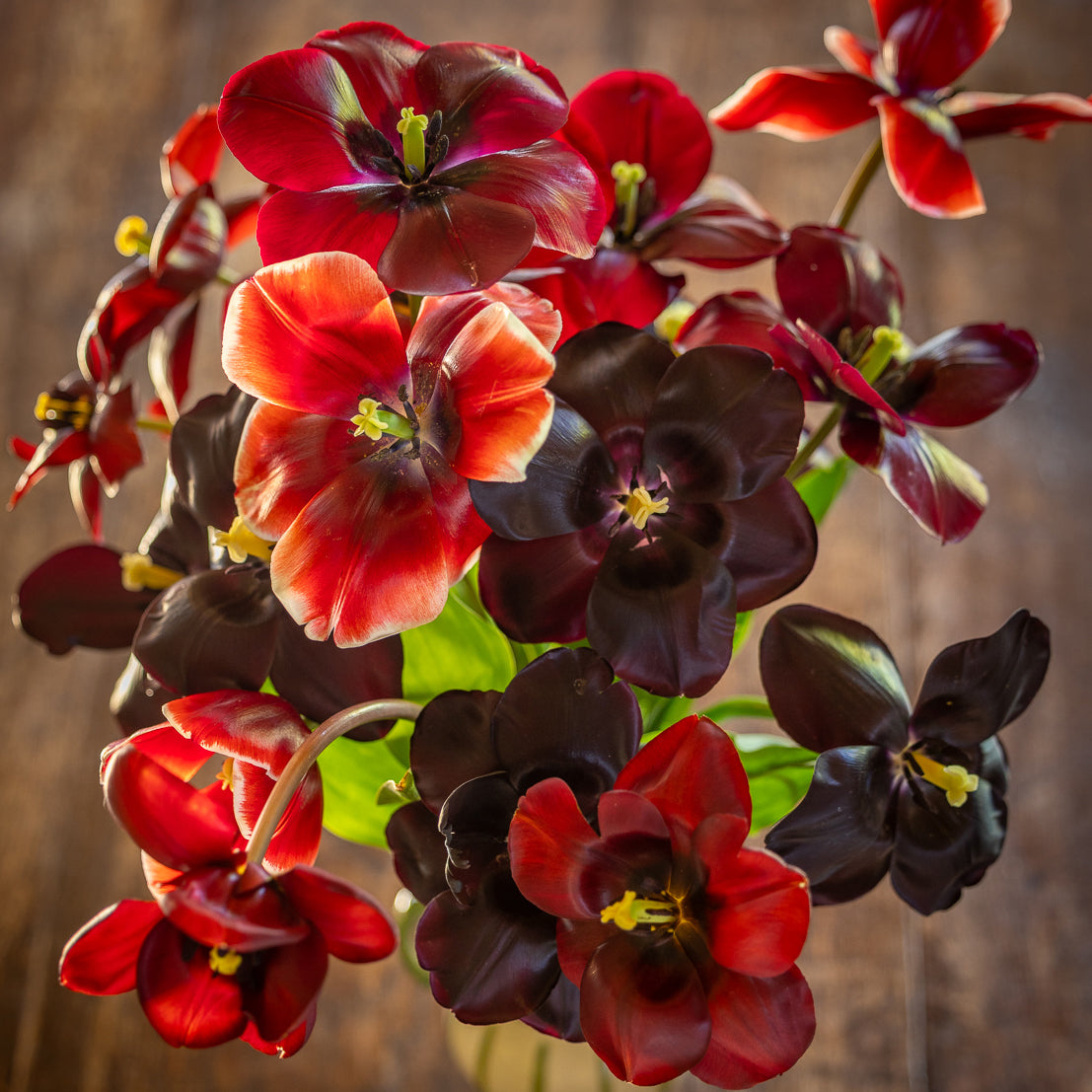 Sarah Raven Tulpe Dom Pedro Blumenzwiebeln Terracotta 10 Stück