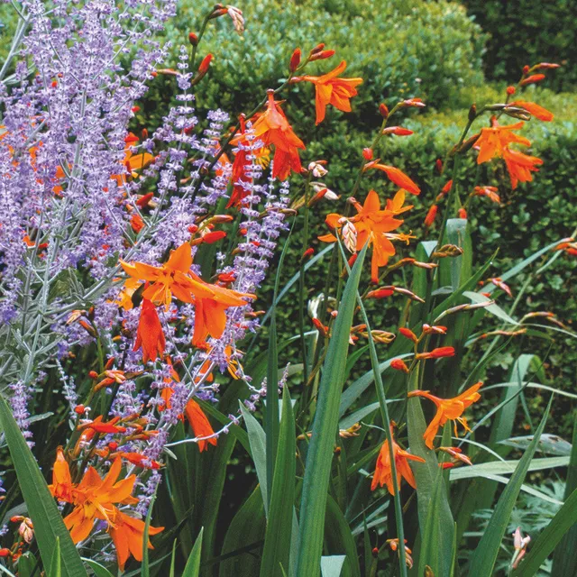 Sarah Raven Bulbs Crocosmia Star of the East Knollen 20 Stück orange
