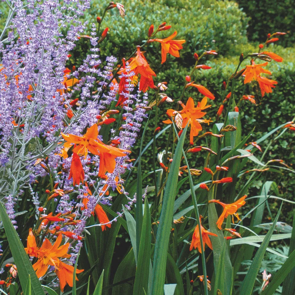 Sarah Raven Bulbs Crocosmia Star of the East Knollen 20 Stück orange