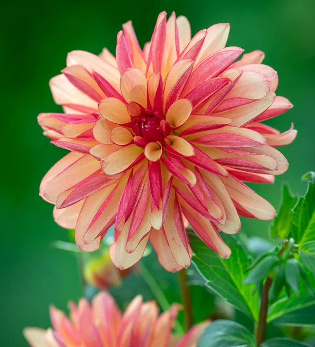 Sarah Raven Bulbs Dahlie Crazy Legs Blumenzwiebeln 1 Knolle