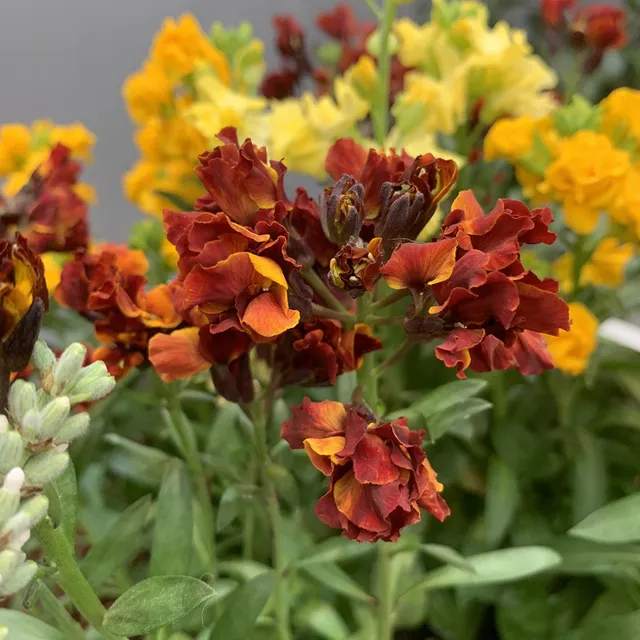 Sarah Raven Plants Goldlack Taffeta Mix 9x 9cm Duft