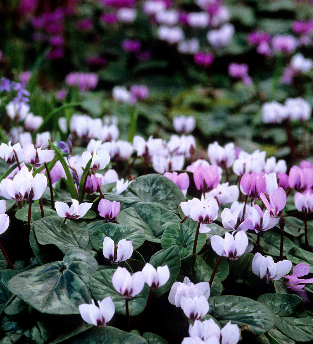 Sarah Raven Plants Cyclamen hederifolium Pflanze 3x 9cm Herbstblüher