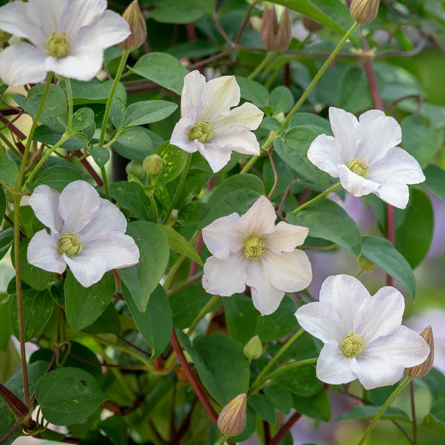 Sarah Raven Plants Clematis Huldine 2 Liter Topf weiß