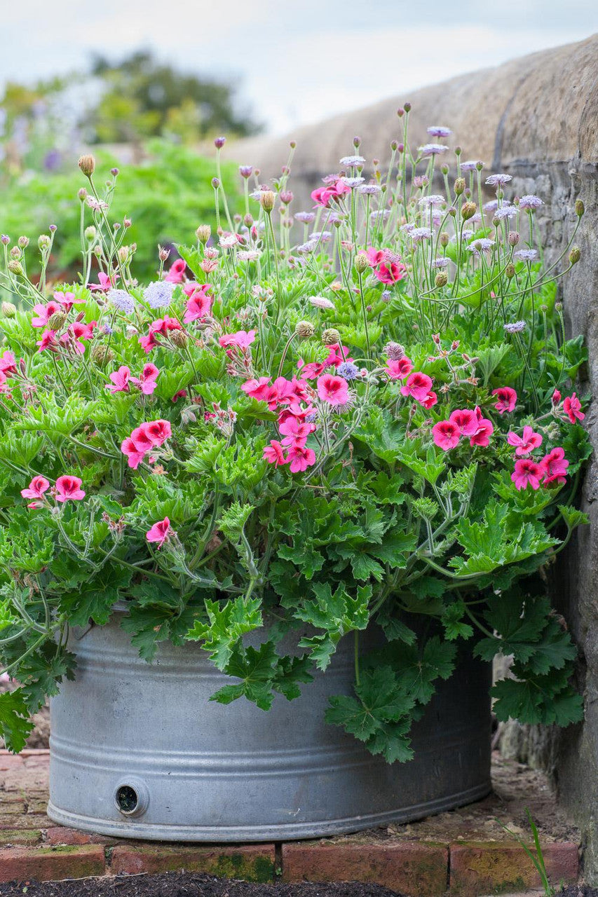 Sarah Raven Plants Pelargonium Pink Aurore Pflanze 3x9cm langblühend