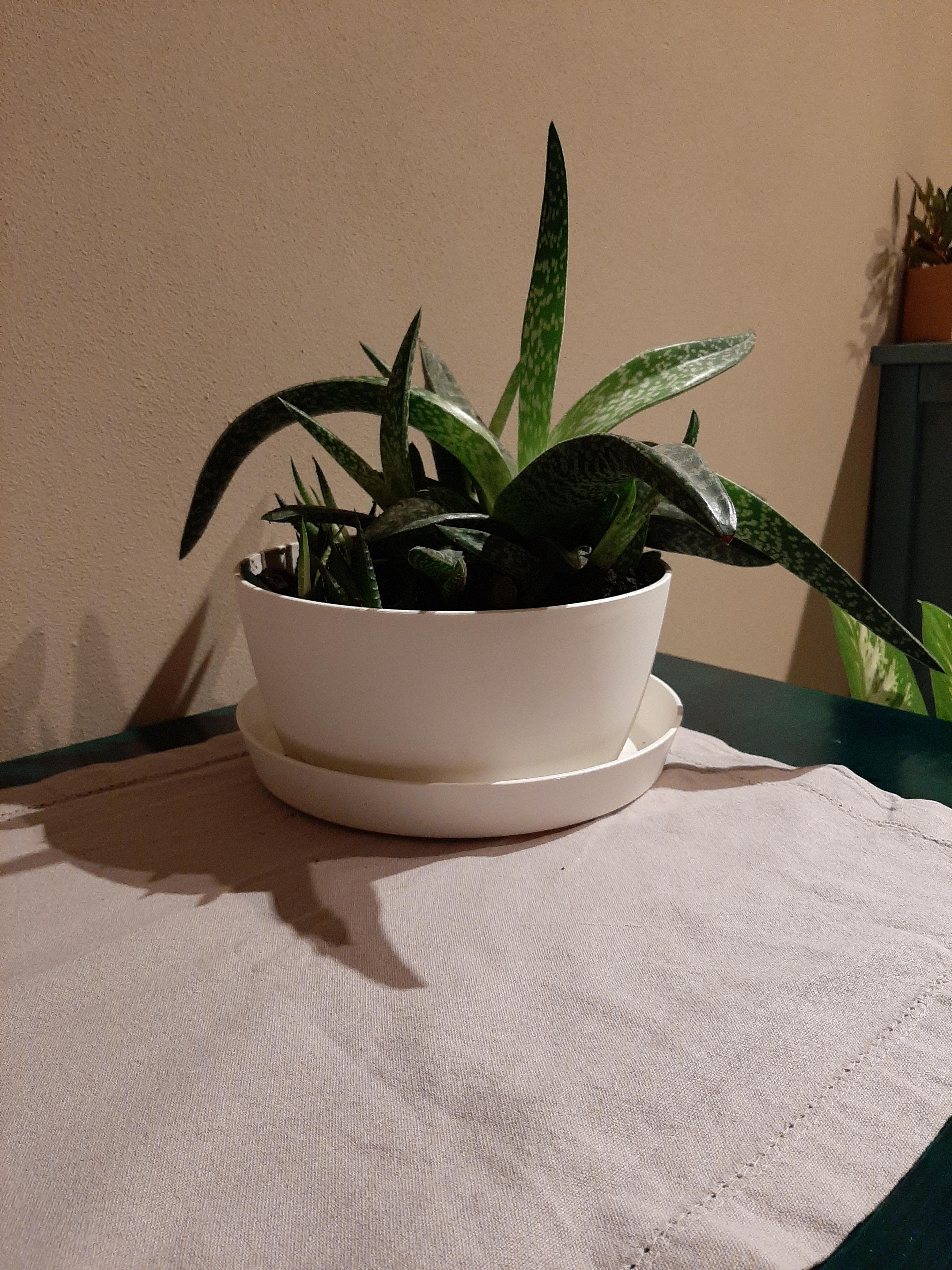 elho Loft Urban Untersetzer Rund 14cm Ocker