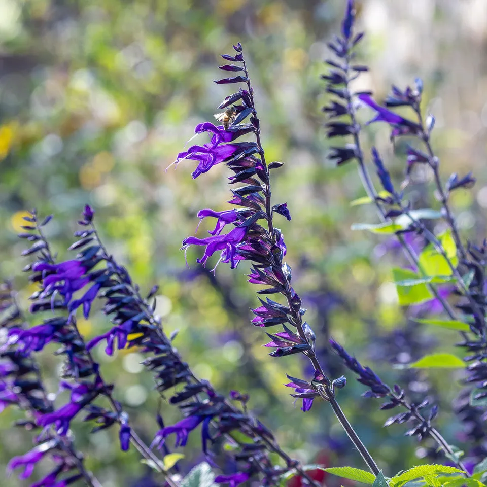 Sarah Raven Salvia Amistad Pflanze 3x 9cm Topf Dauerblüher