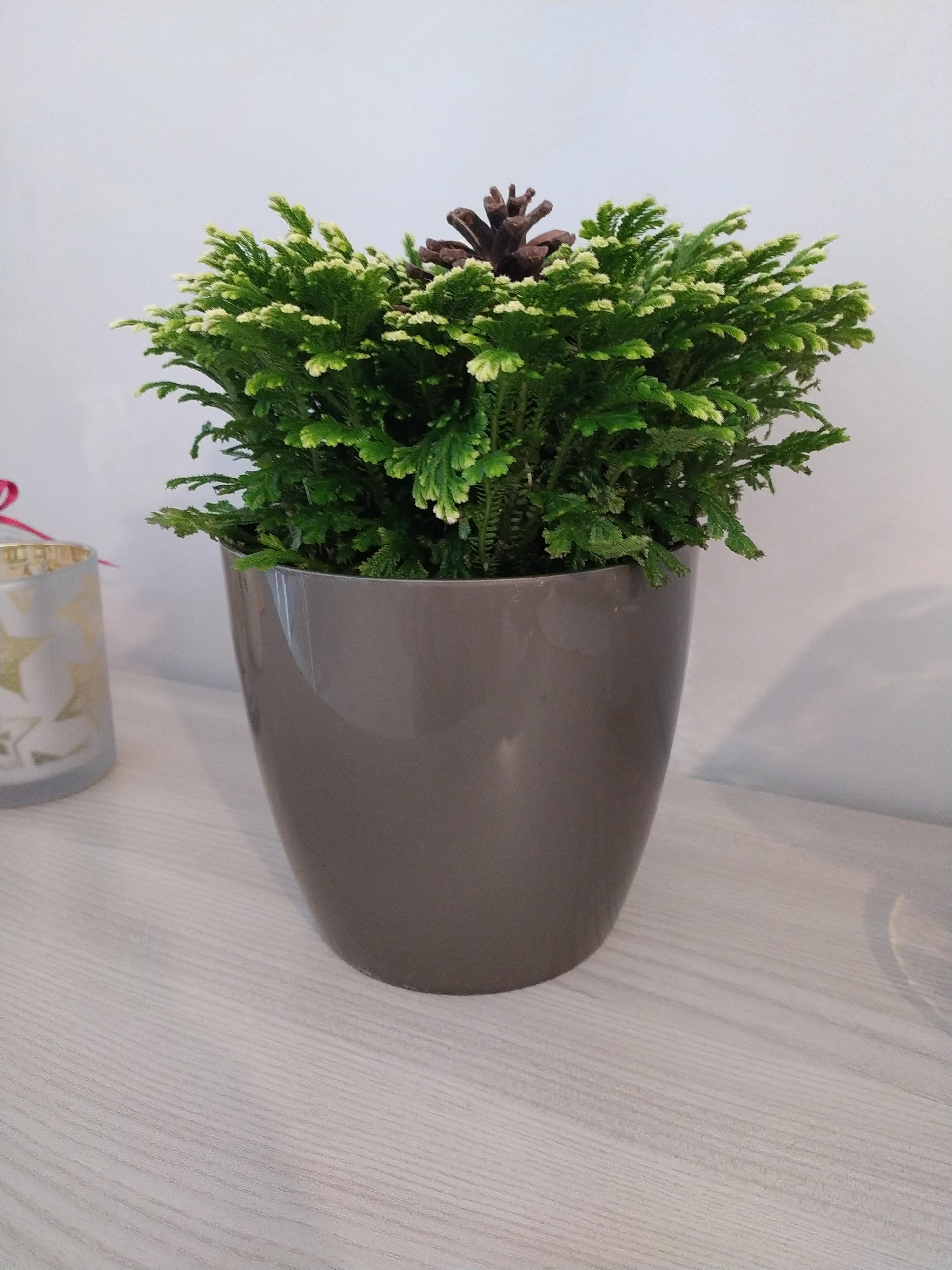 elho Brussels Blumentopf 22cm schwarz metallic rund für innen