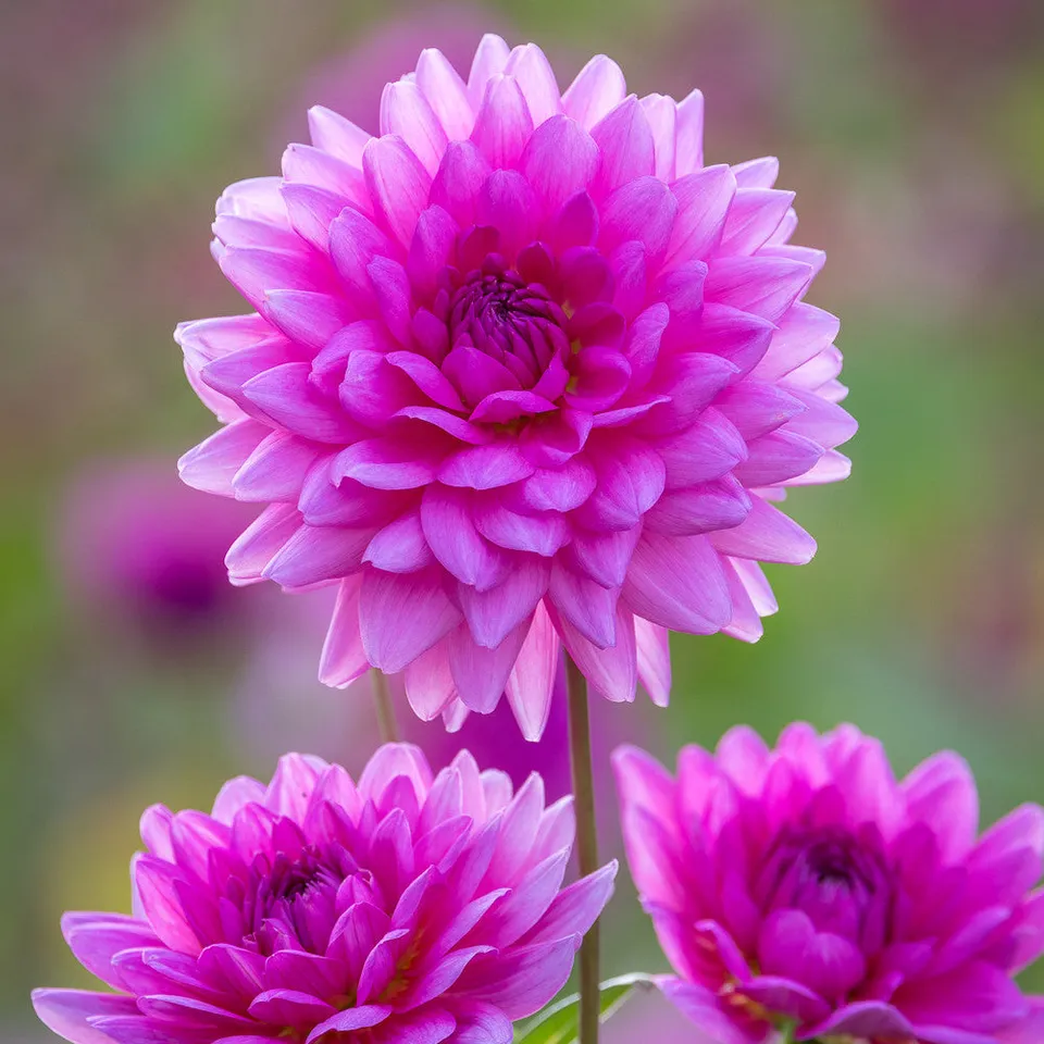 Sarah Raven Bulbs Dahlie Nashville Blumenzwiebel 1 Knolle rosa