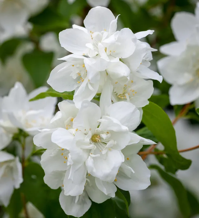 Sarah Raven Plants Philadelphus Manteau dHermine Pfeifenstrauch 3 Liter