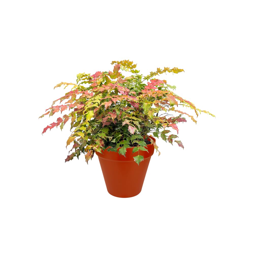 elho Loft Urban Rund 30 Blumentopf Brique mit Reservoir