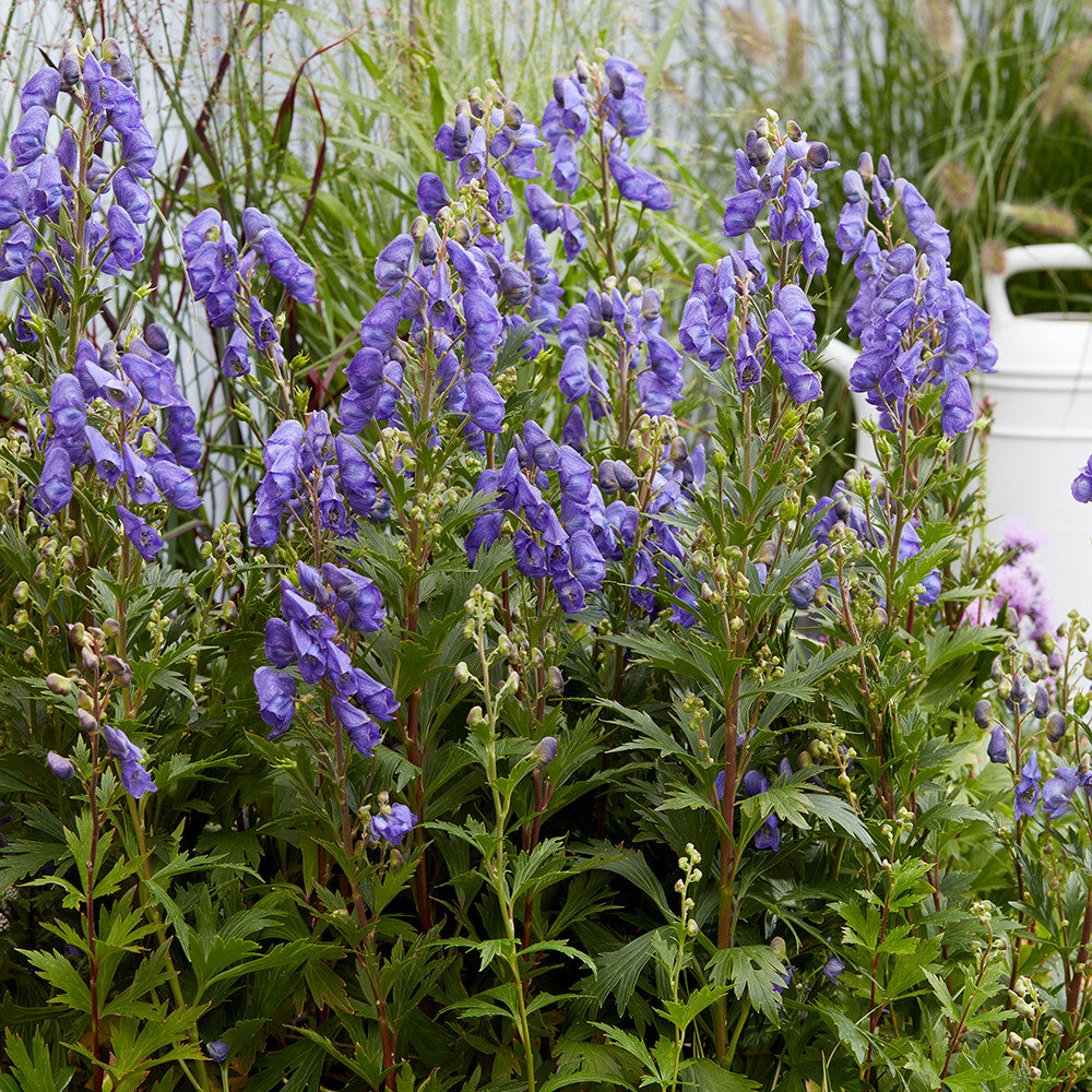 Sarah Raven Plants Aconitum Pershore Abbey Eisenhut 2L Topf blau
