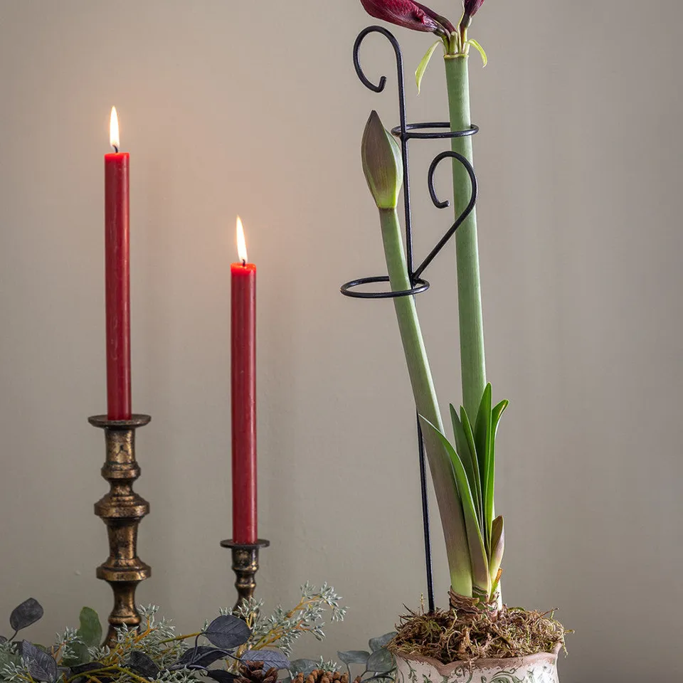 Sarah Raven Amaryllis Rankhilfe Pflanzenstütze 60 cm