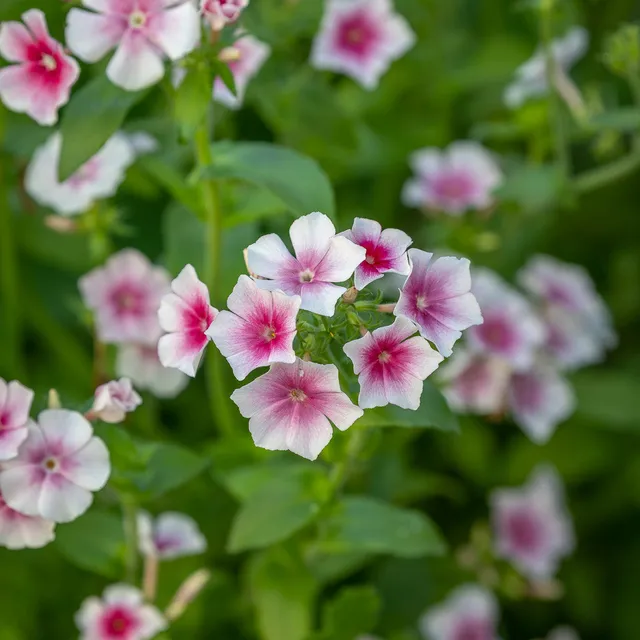 Sarah Raven Seeds Phlox Blushing Bride Samen 20 Schnittblume
