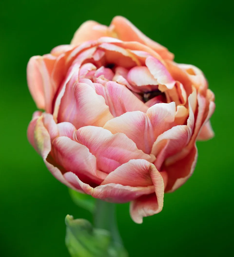 Sarah Raven Bulbs Tulpe Copper Image Blumenzwiebeln 10 Zwiebeln kupfer