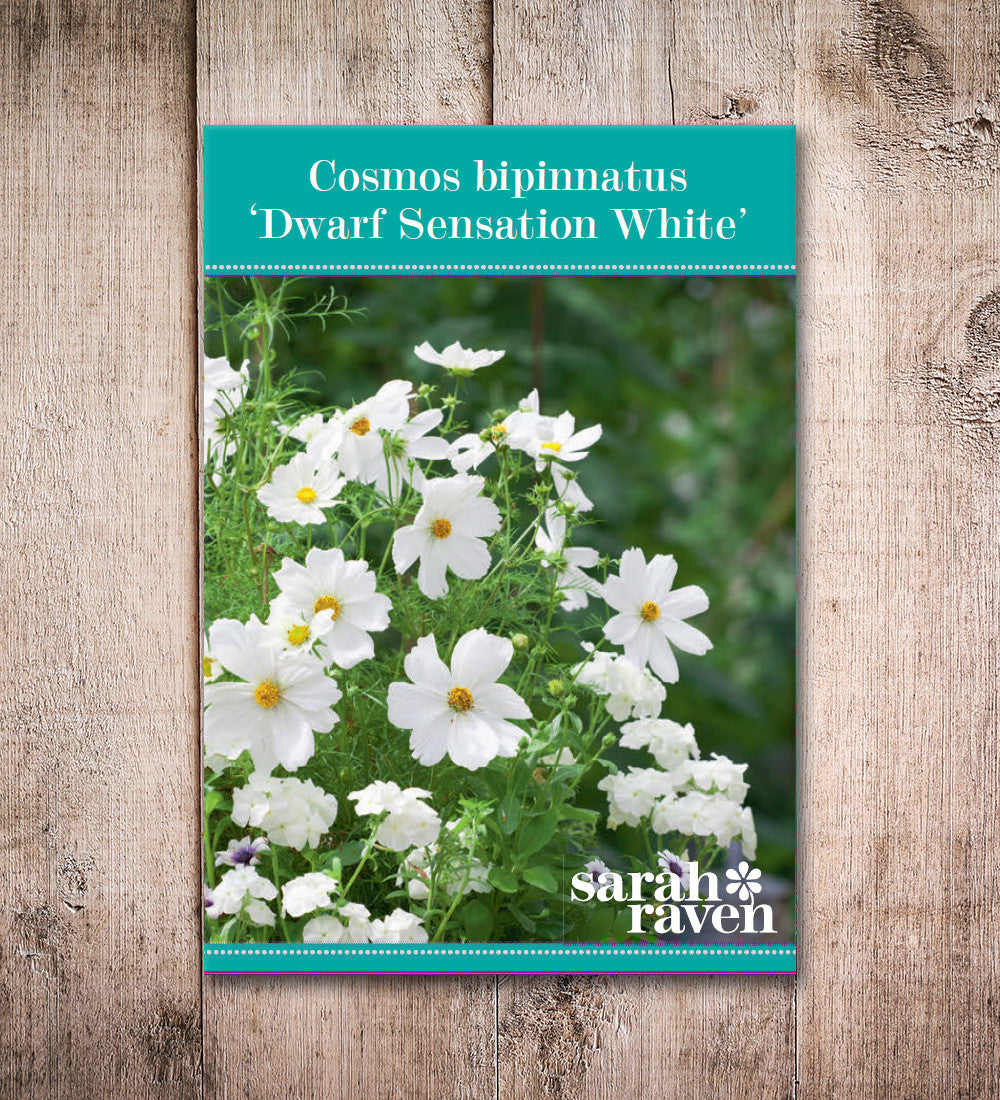 Sarah Raven Cosmos Dwarf Sensation White Samen 100 Samen