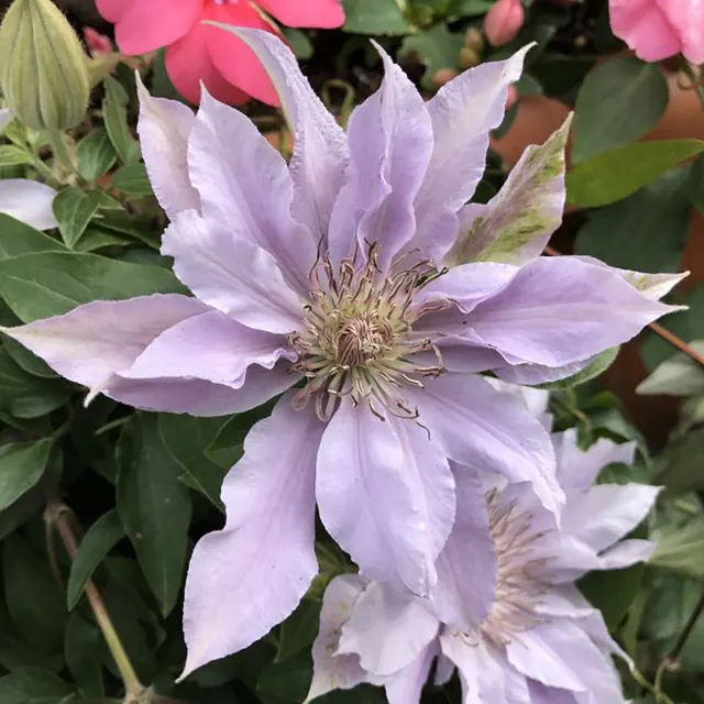 Sarah Raven Clematis Filigree Pflanze 3-Liter-Topf kompakt
