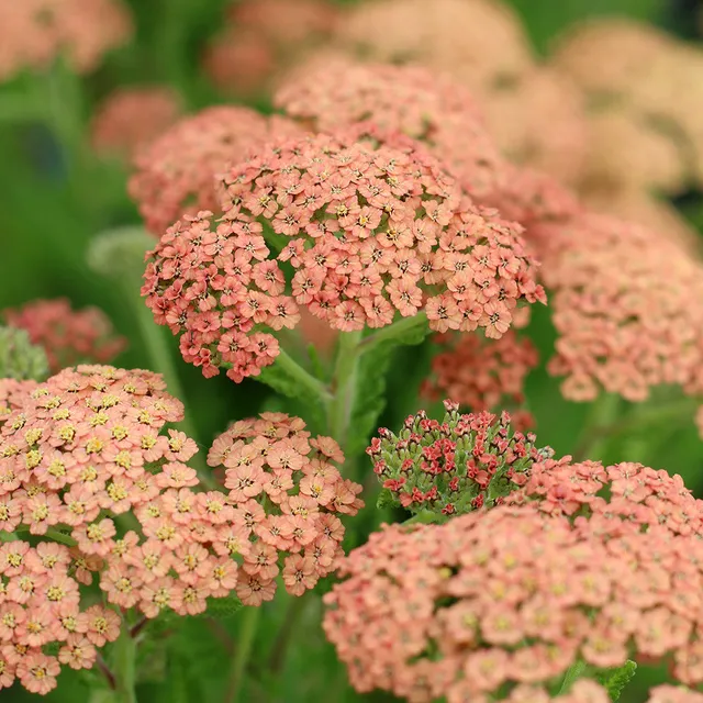 Sarah Raven Plants Achillea Salmon Beauty Staude 3x 9cm-Topf