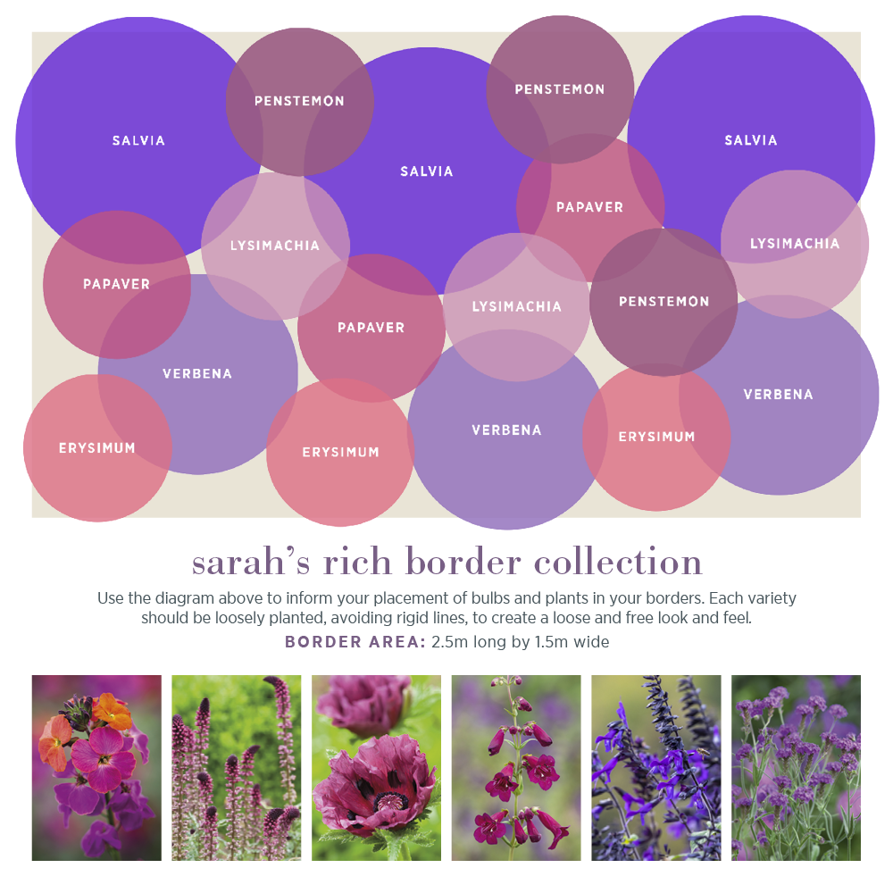 Sarah Raven Plants Sarahs Rich Border Collection Pflanzen 18x9cm dunkel