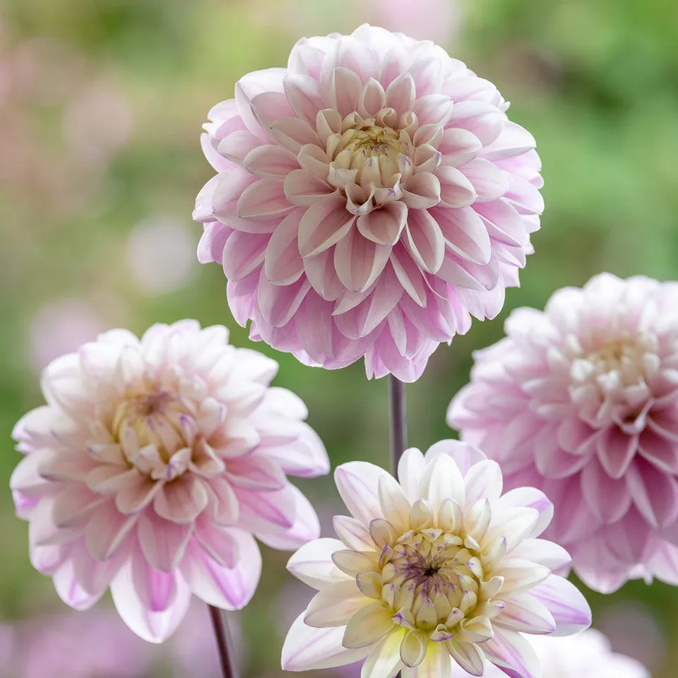 Sarah Raven Bulbs Dahlie Espacio Dahlienknolle 1 Knolle creme-lila