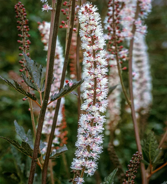 Sarah Raven Actaea Brunette Staude 3x 9cm Topf schatten