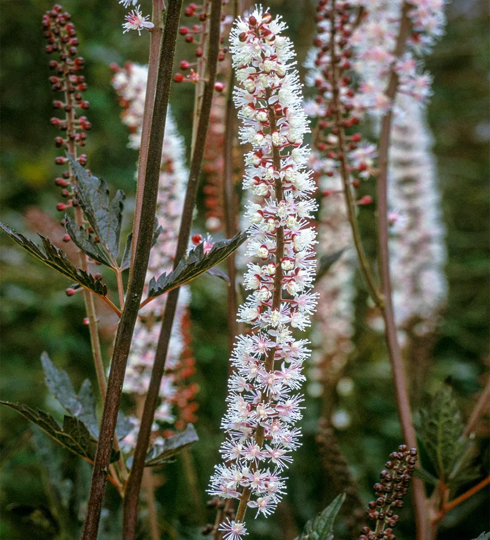 Sarah Raven Actaea Brunette Staude 3x 9cm Topf schatten