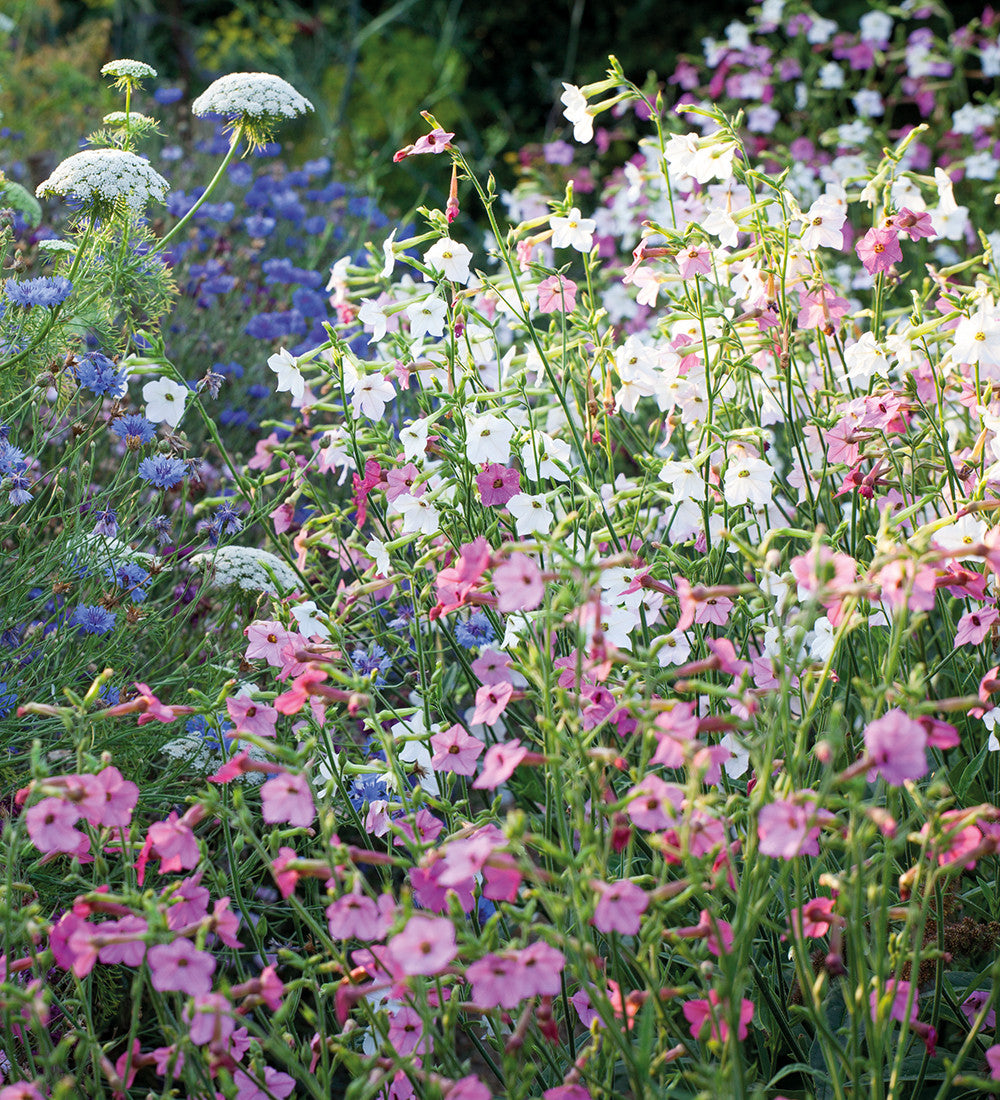 Sarah Raven Seeds Nicotiana Whisper Mixed F1 Blumensamen 20 Samen