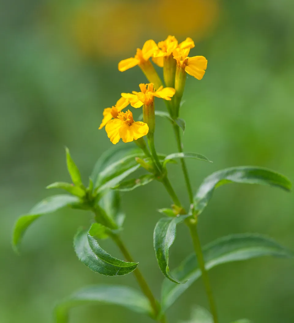 Sarah Raven Seeds Sweet Mace Tagetes Blumensamen 100 Samen orange